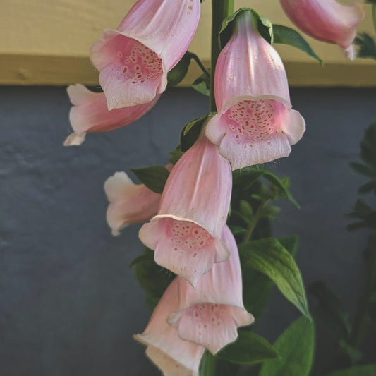 Fingerborgsblomma "Apricot beauty"