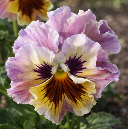 Pensé "Frizzle Sizzle Lemonberry"