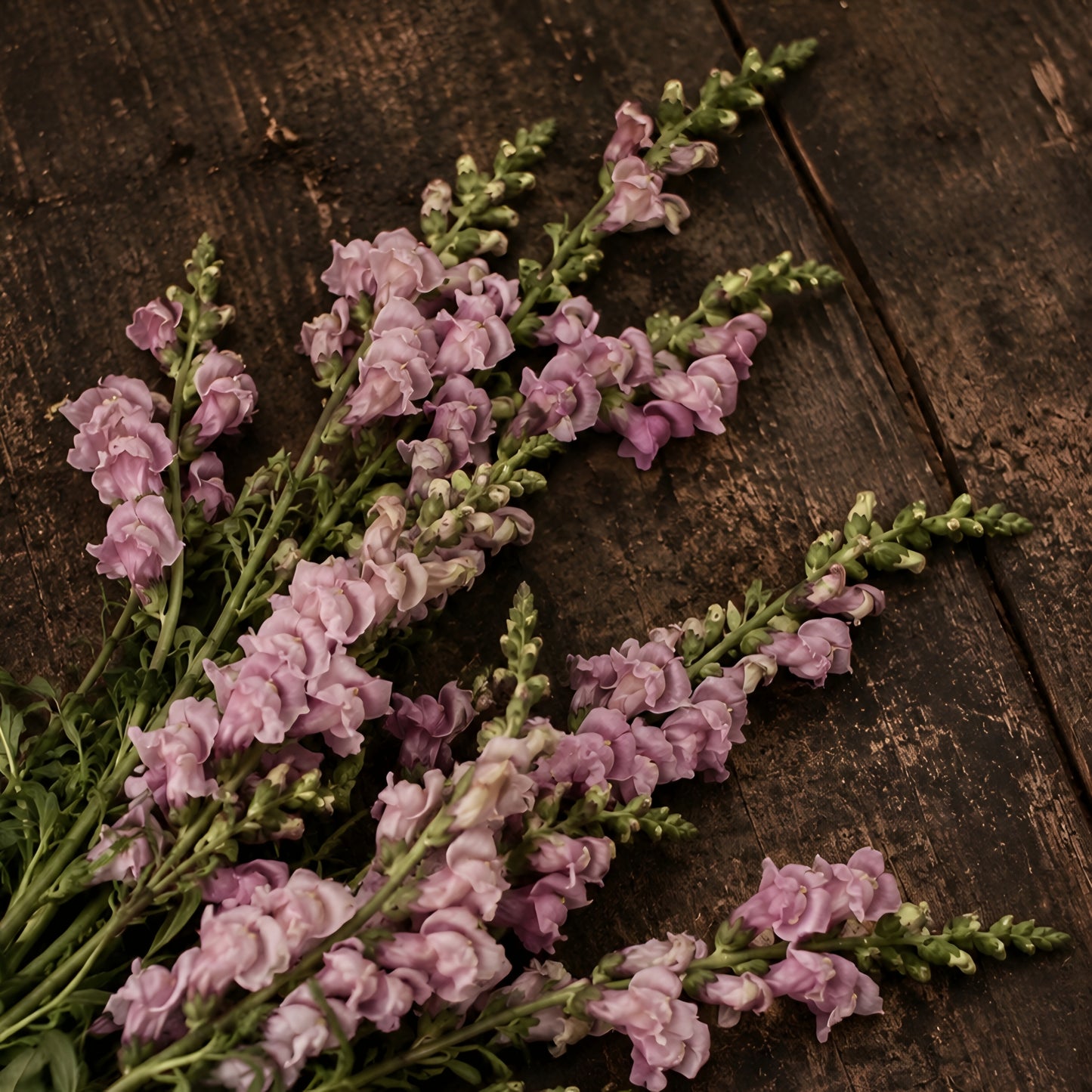 Lejongap "Opus III lavender"