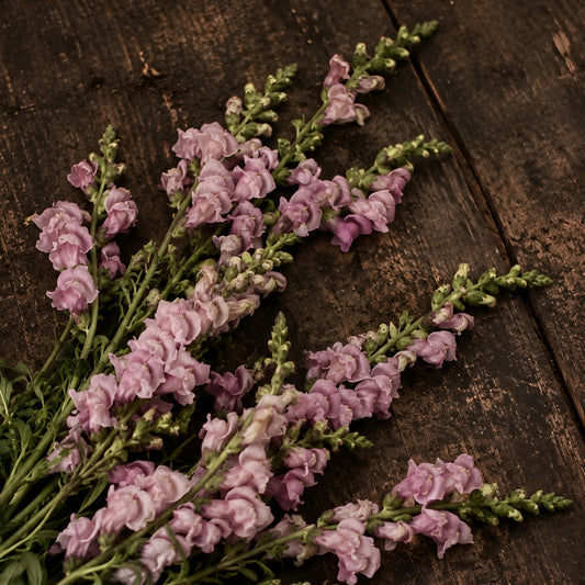 Lejongap "Opus III lavender"