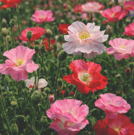 Kornvallmo "Double mix"