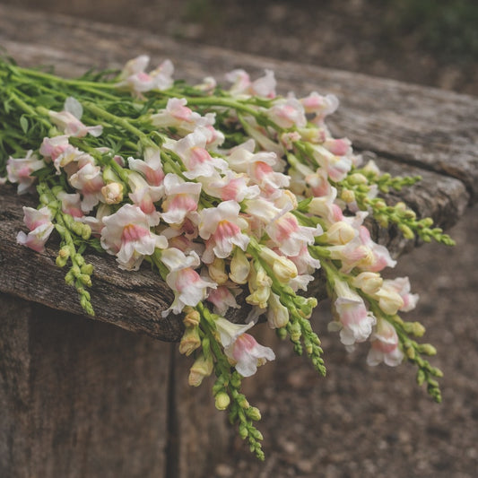 Lejongap "Appleblossom"