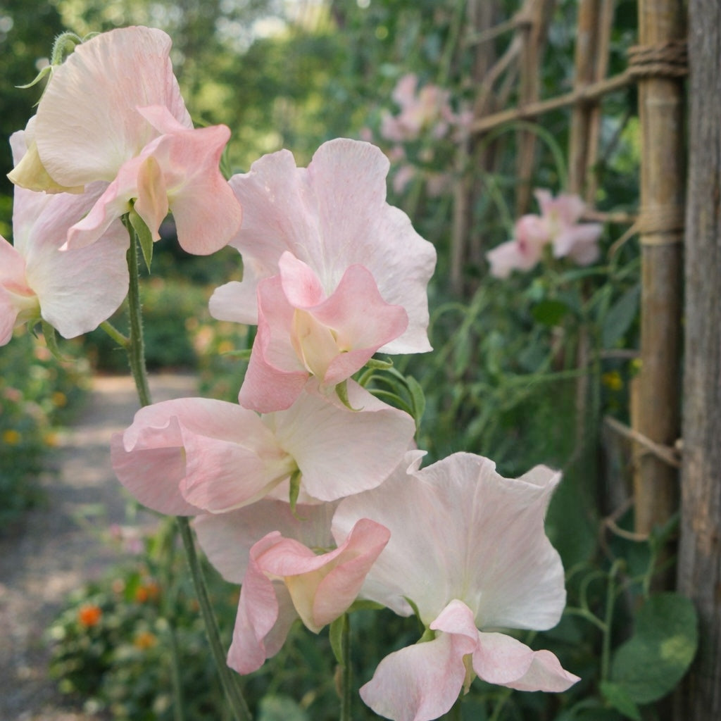 Luktärt "Nellie Viner"