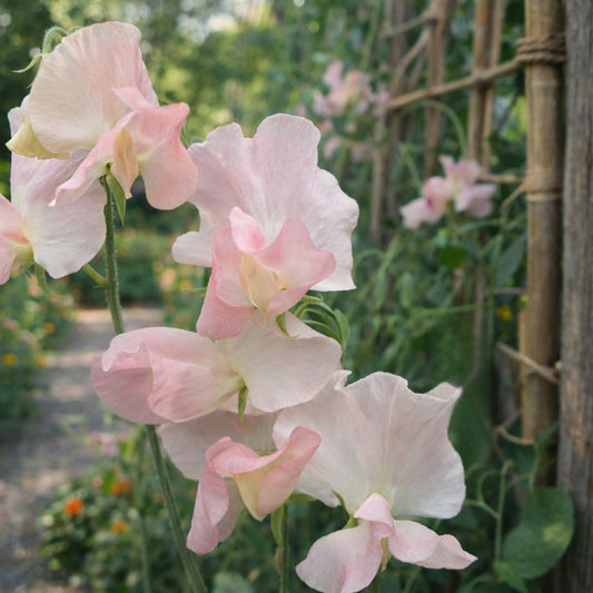 Luktärt "Nellie Viner"