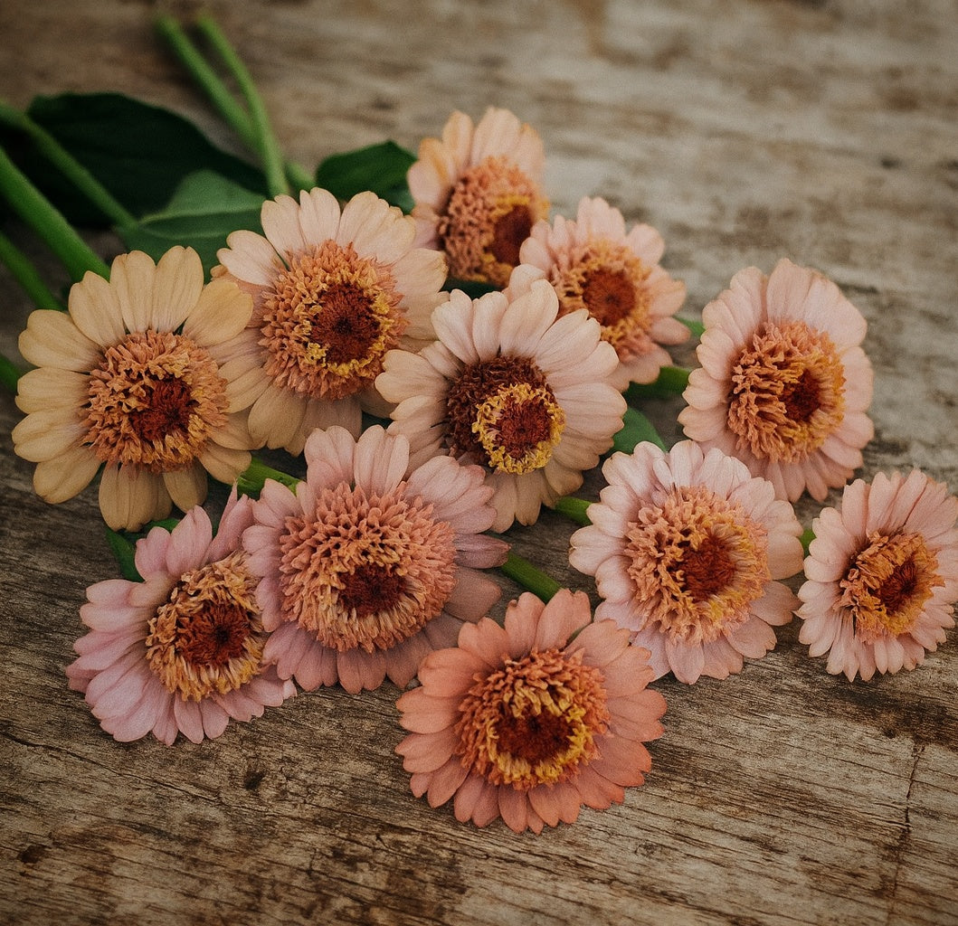 Zinnia "Cresto peachy pink"