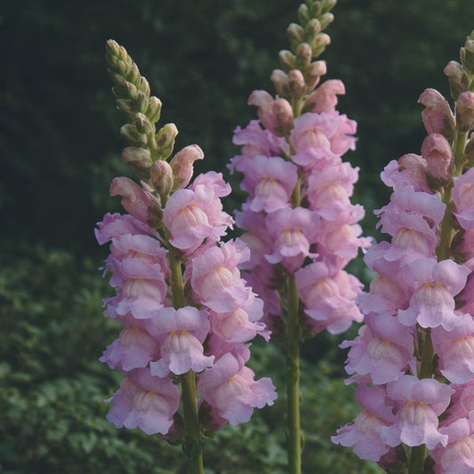 Lejongap "Potomac Lavender" F1
