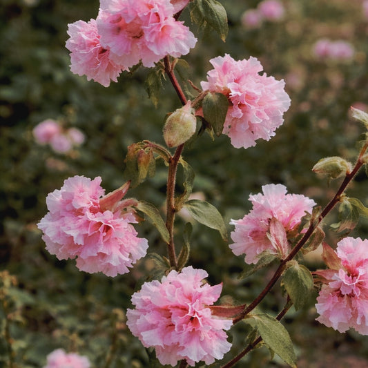 Clarkia "Enchantress"
