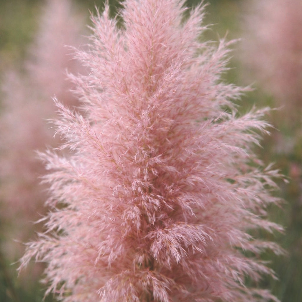Pampas "Pink plume"