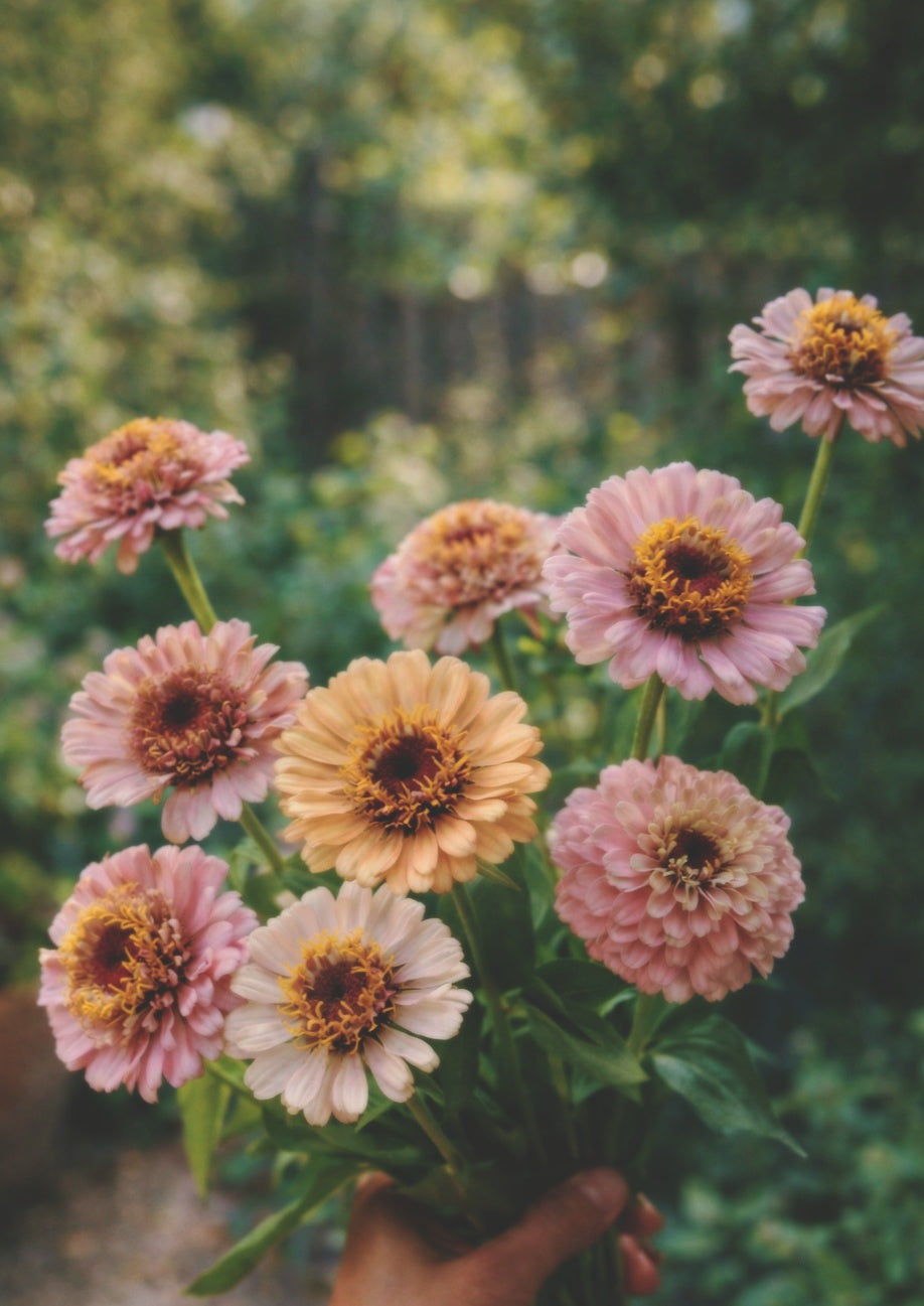 Zinnia "Cresto! peachy pink"