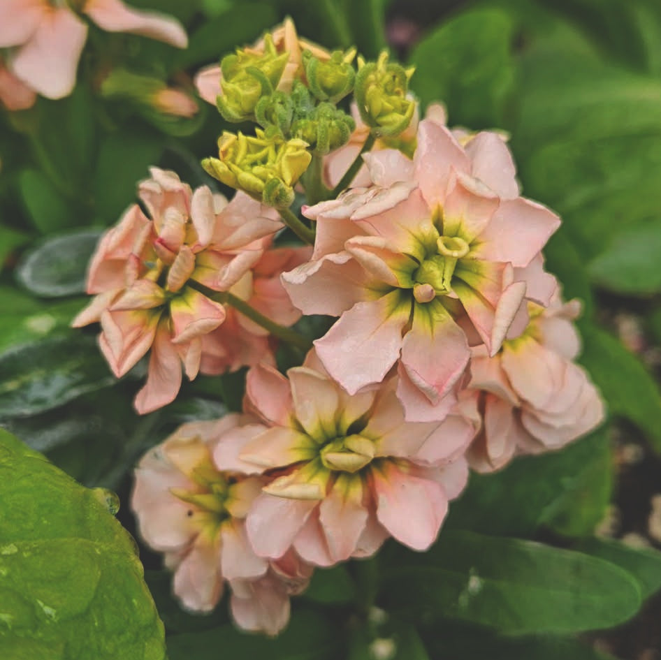 Lövkoja "Katz apricot"