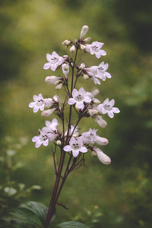 Fingerborgshatt "Husker red"