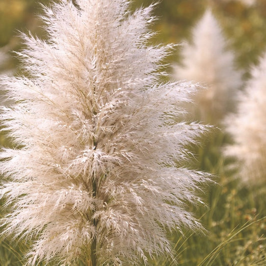 Pampas "White feather"