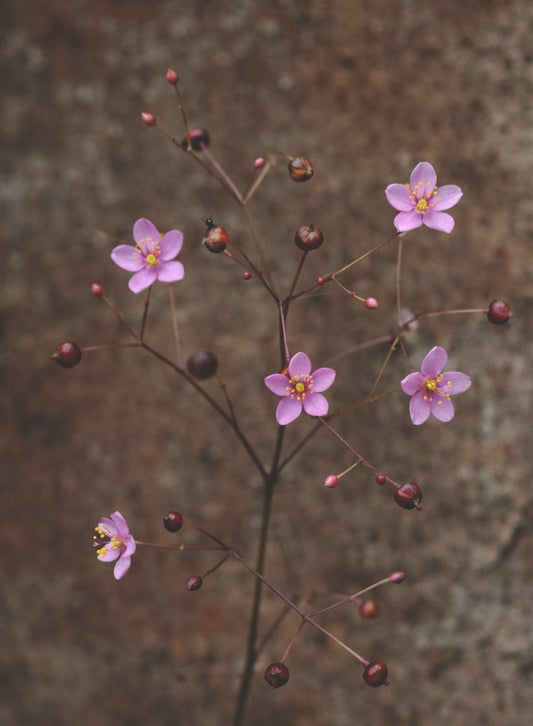 Bärnstensvippa "Verde"