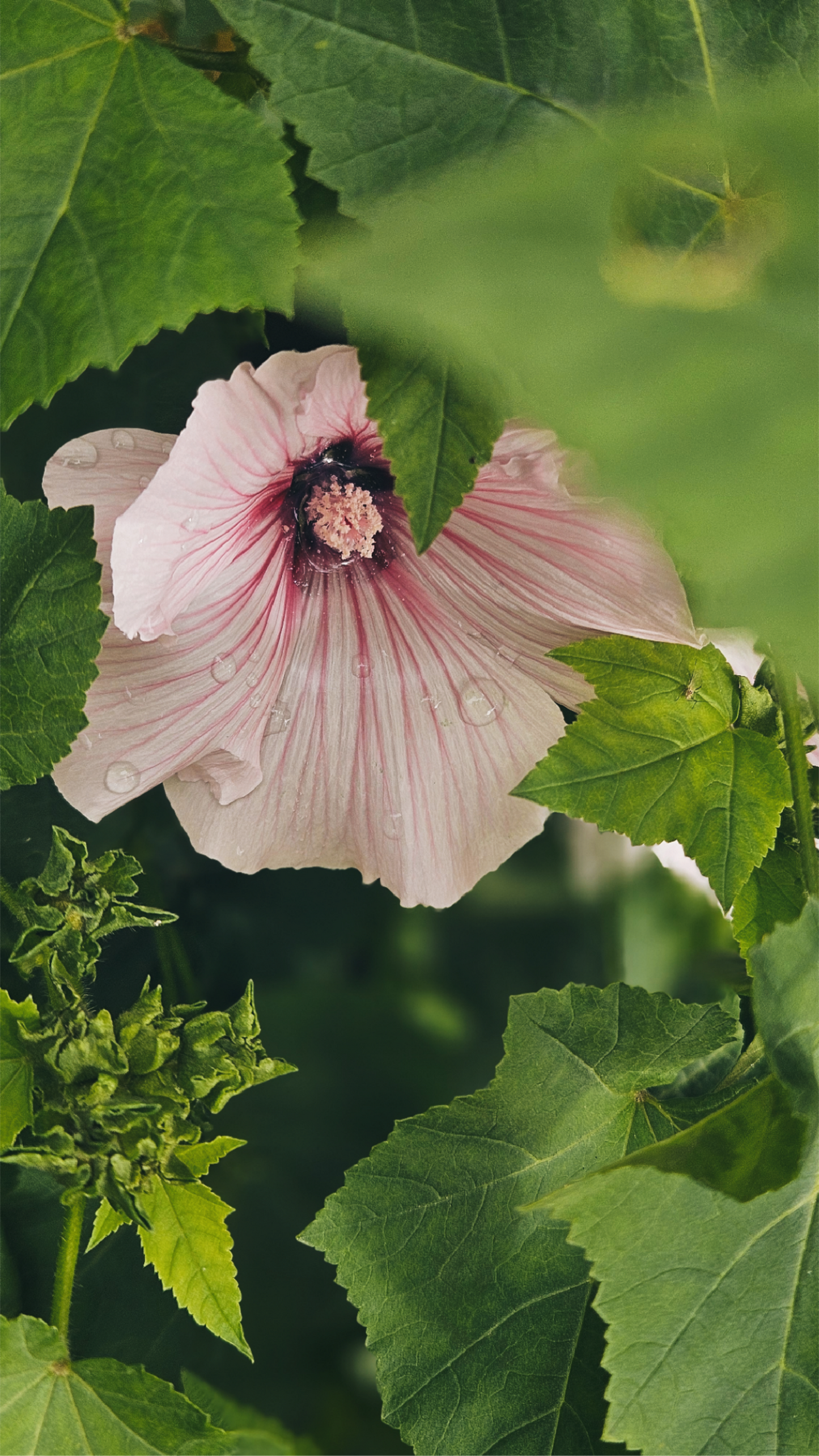 Sommarmalva "Pink regis"