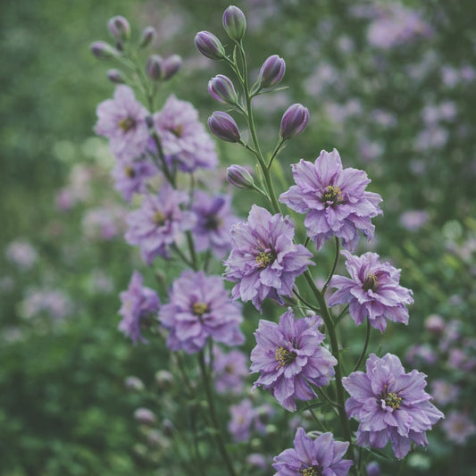 Romersk riddarsporre "Misty lavender"