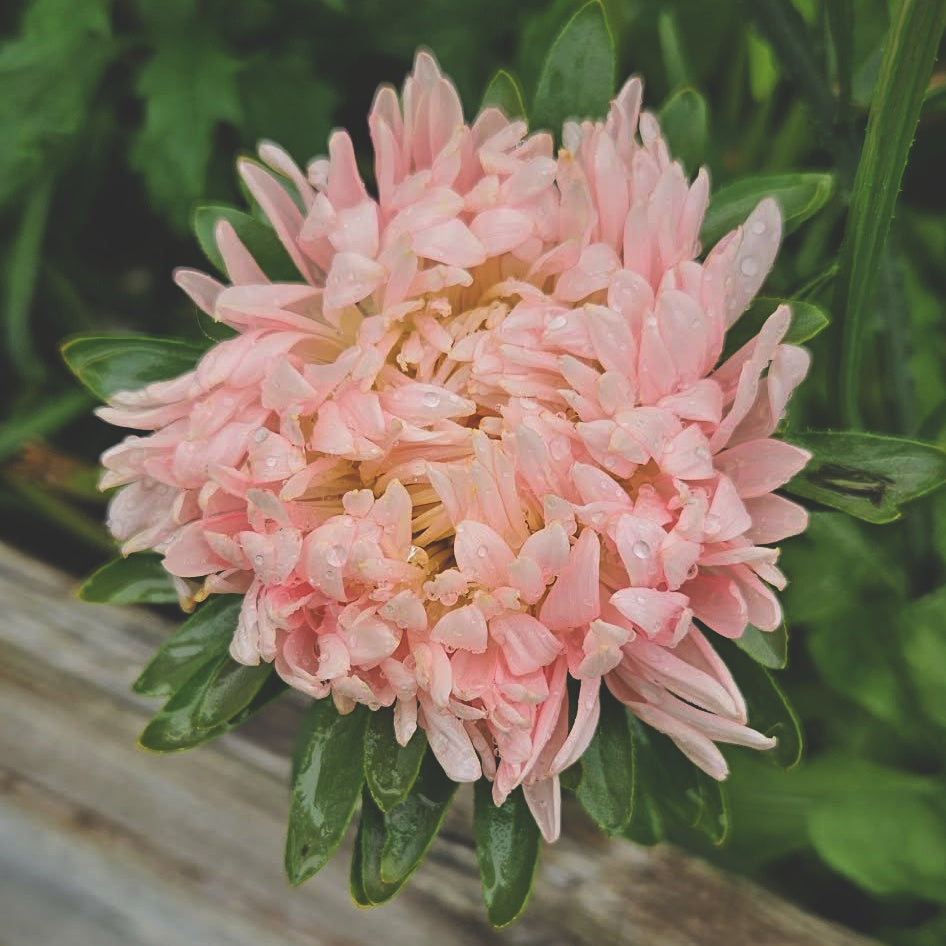 Sommaraster "Janina salmon"