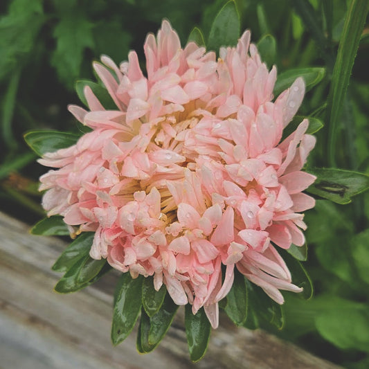 Sommaraster "Janina salmon"