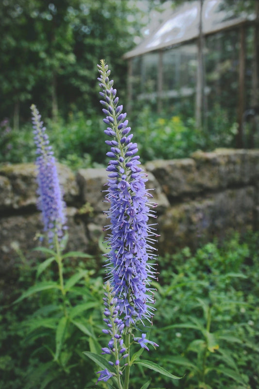 Strandveronika "Lavender blue"