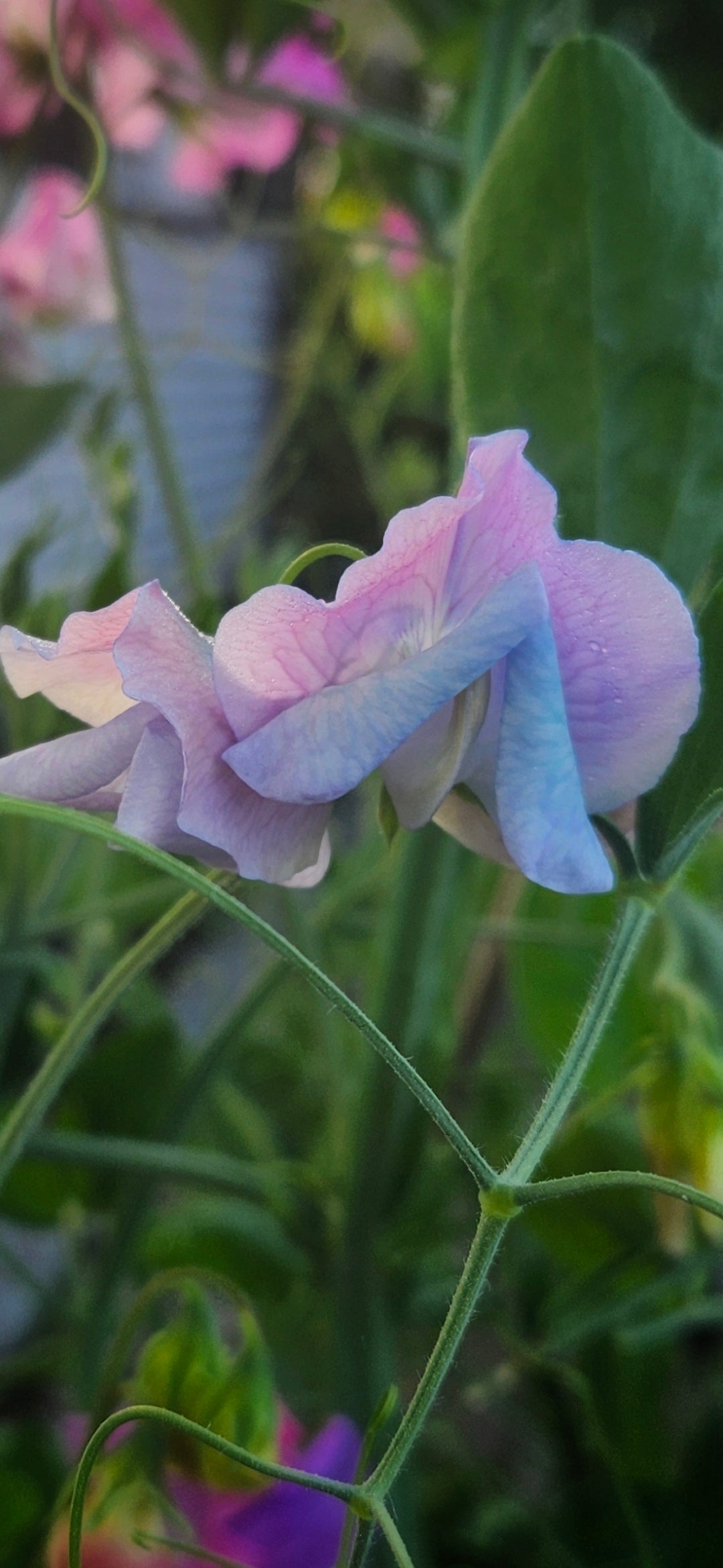 Luktärt "Fairylights"