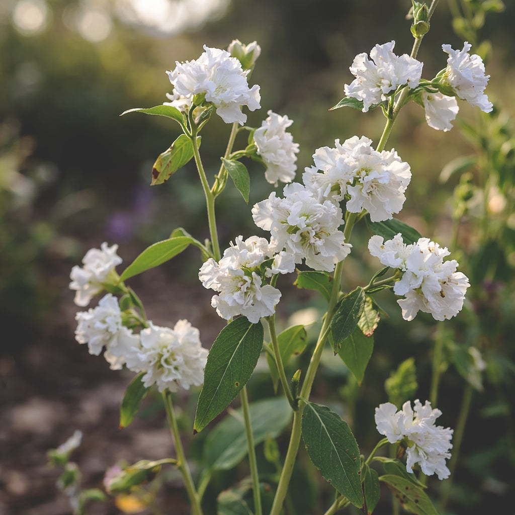 Clarkia "Albatross"
