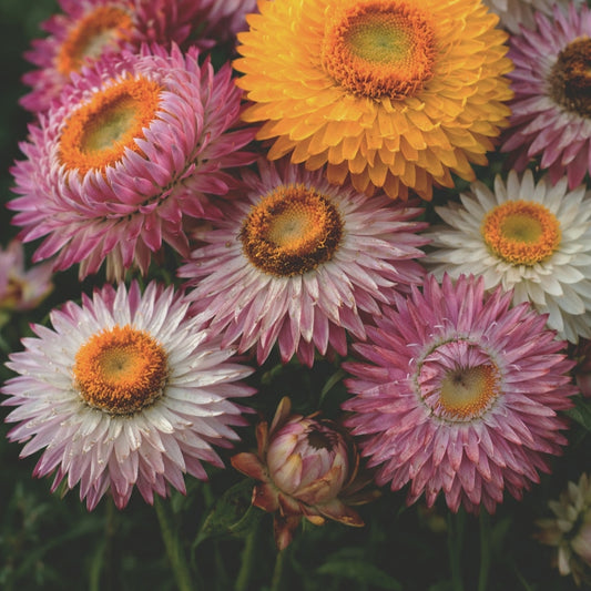 Jätteeternell "Swiss giant mix"