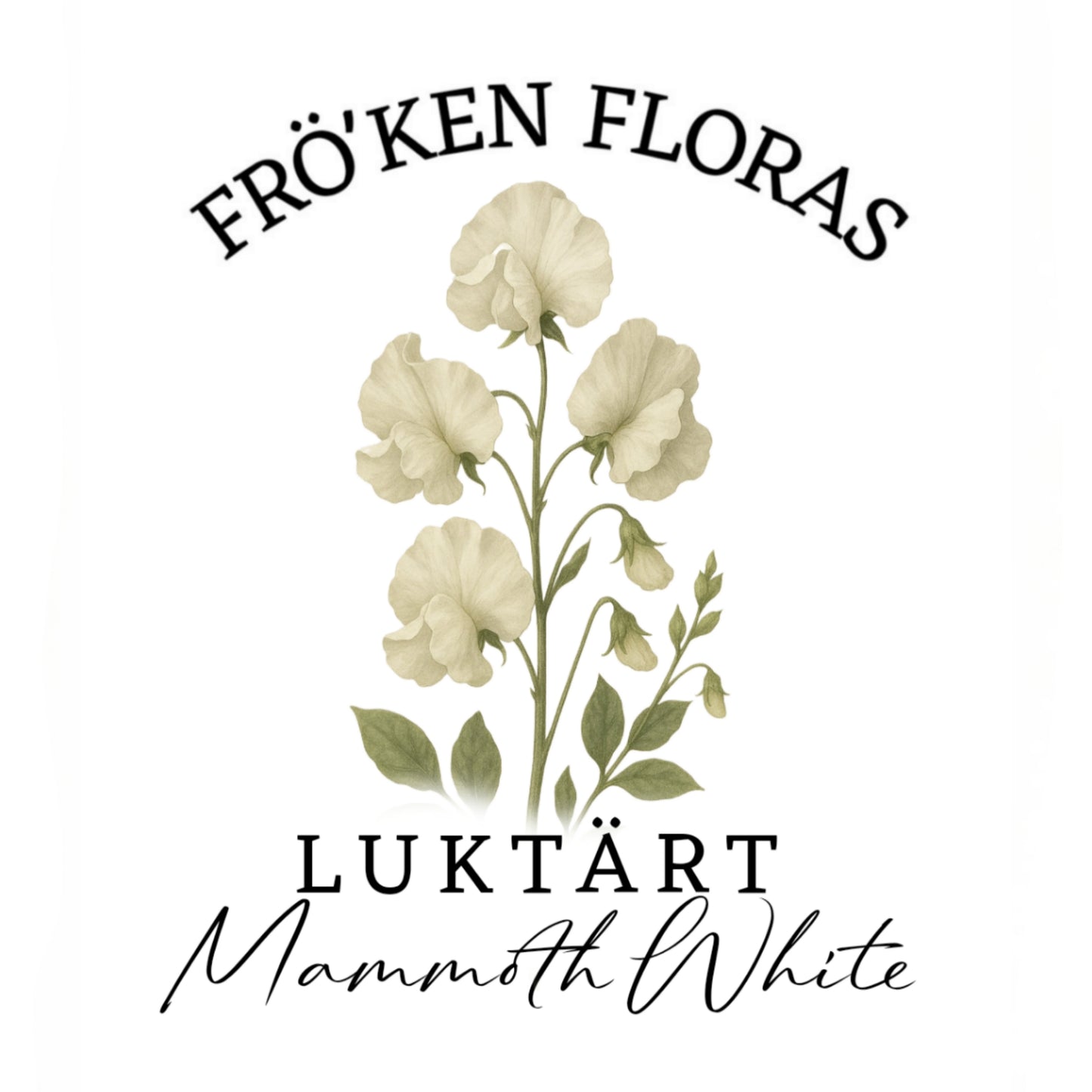 Luktärt "Mammoth White"