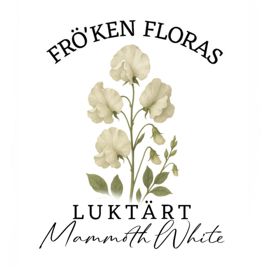 Luktärt "Mammoth White"