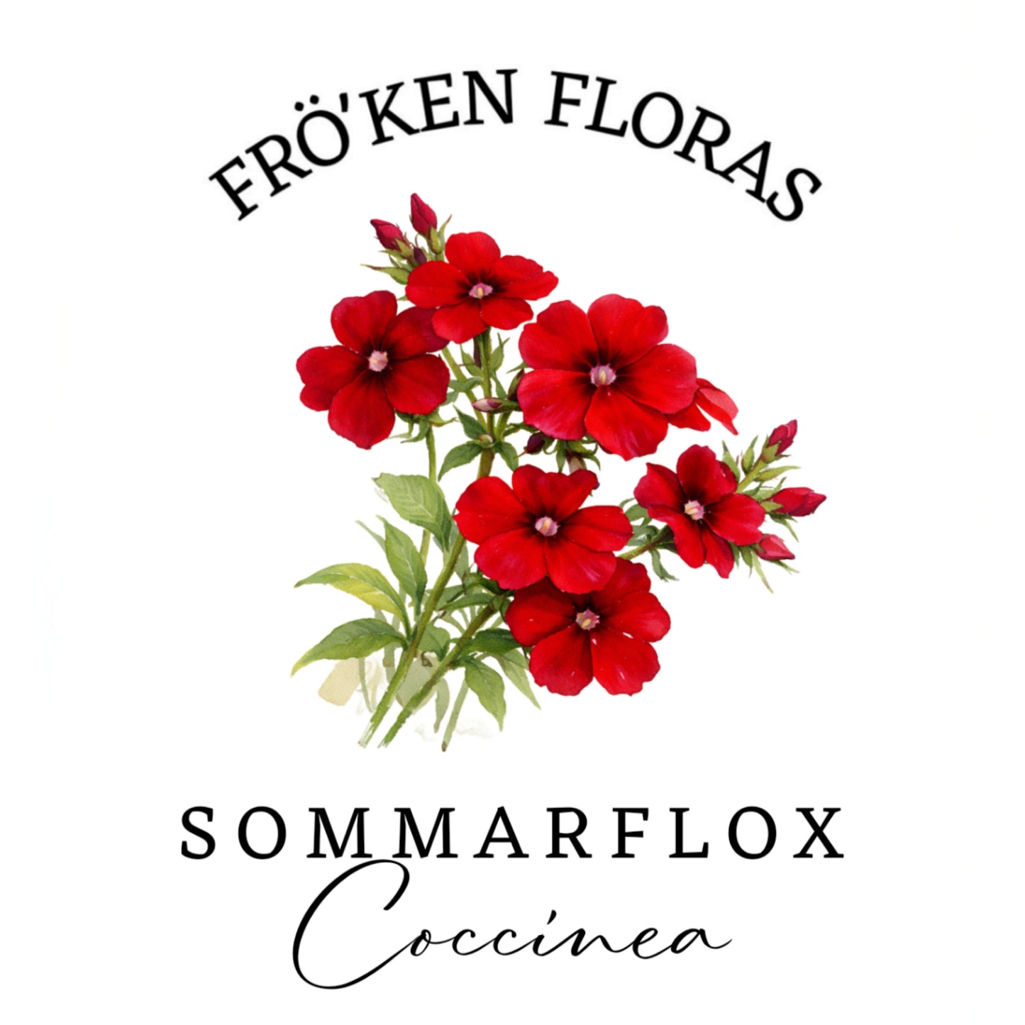 Sommarflox "Coccinea"