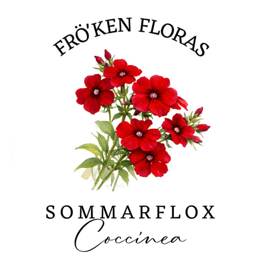 Sommarflox "Coccinea"