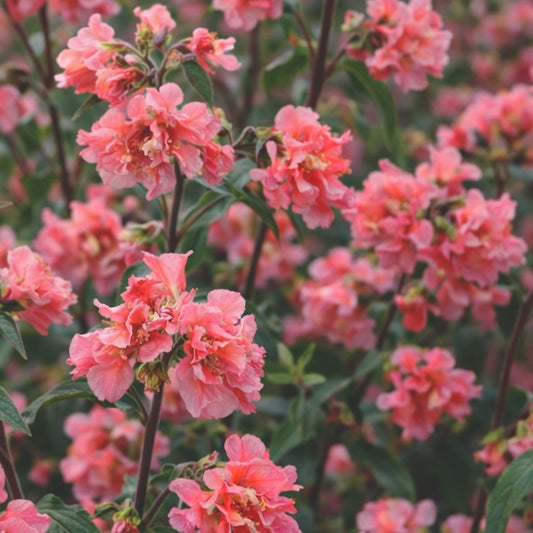 Clarkia "Salmon rose"