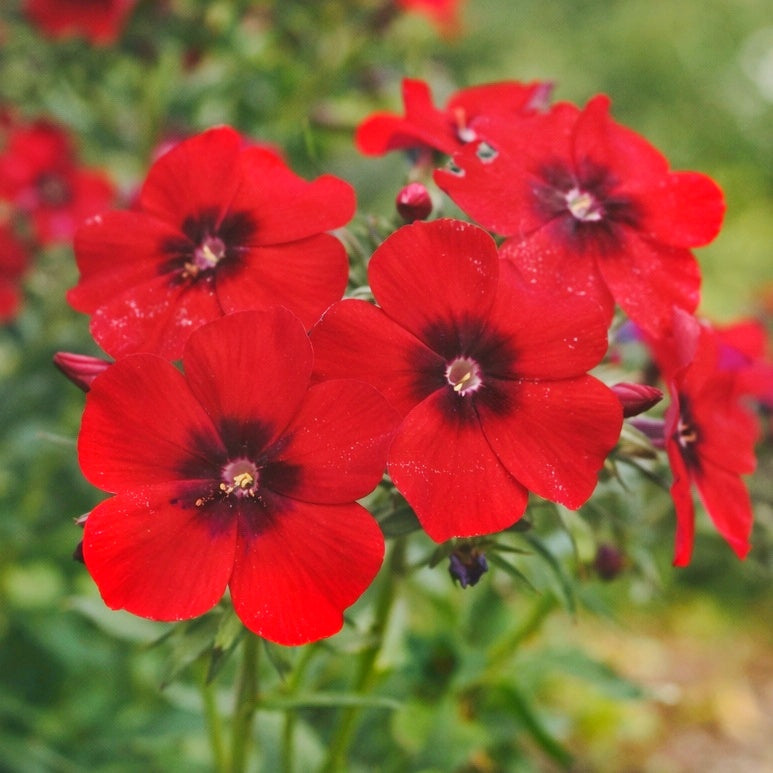 Sommarflox "Coccinea"