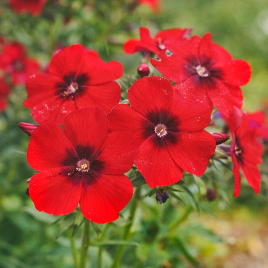 Sommarflox "Coccinea"