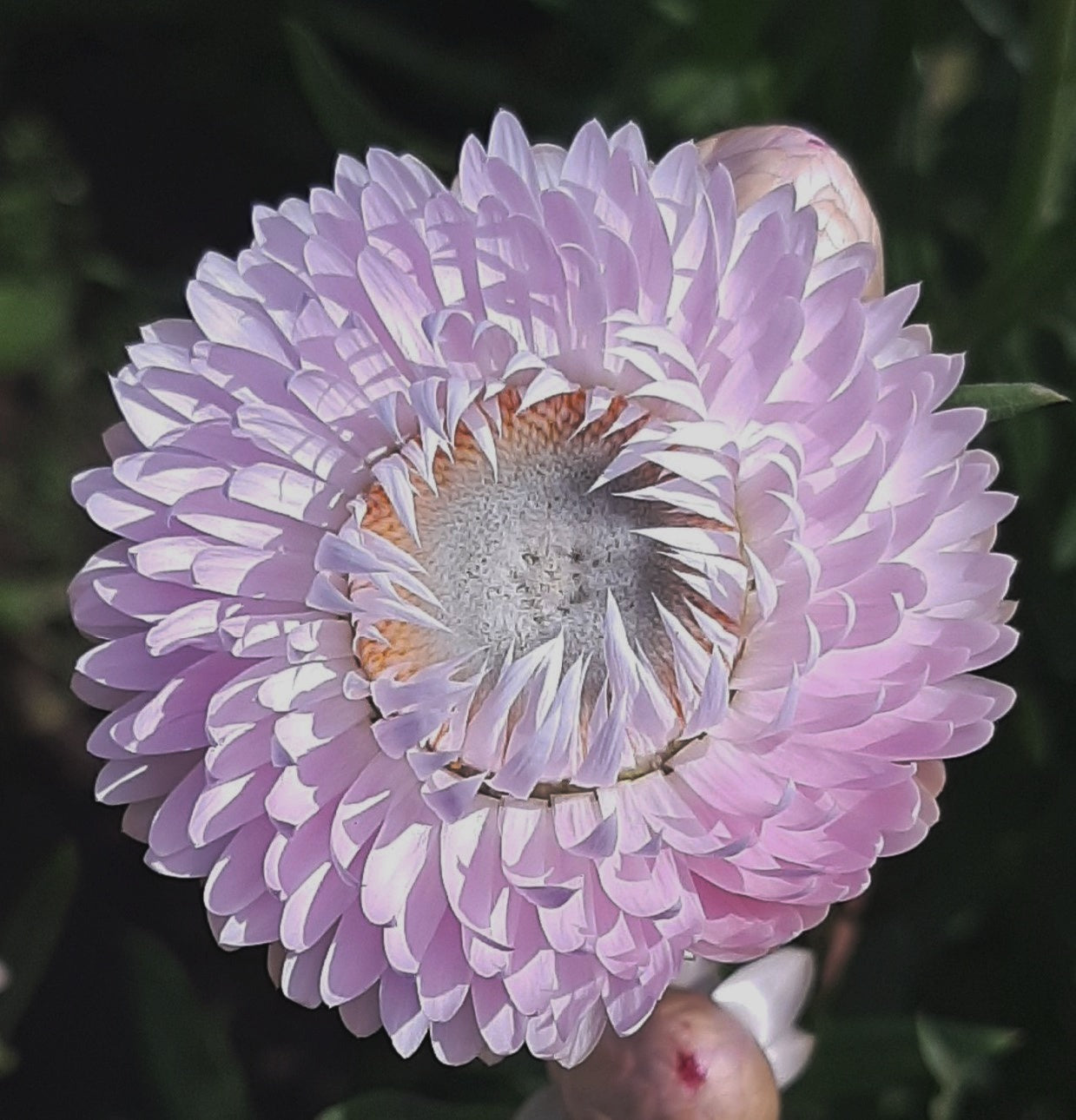 Jätteeternell "Silvery rose"