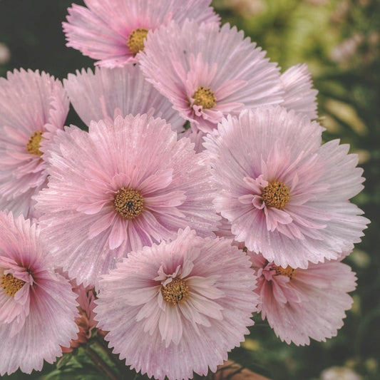 Rosenskära "Cupcake blush"