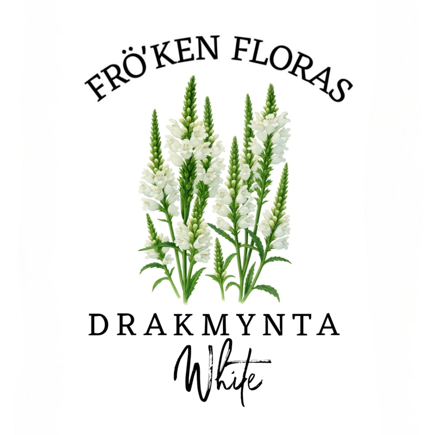 Drakmynta "White"