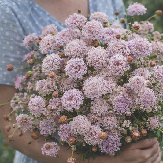 Blåparasoll "Lace pink"