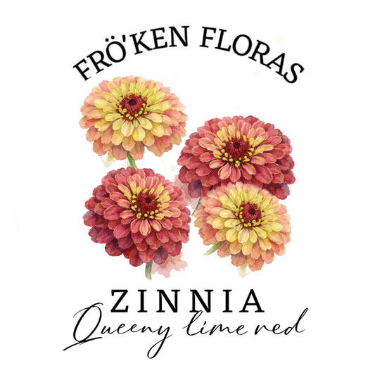 Zinnia "Queeny lime red"