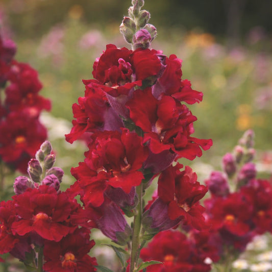 Lejongap "Madame butterfly red" F1